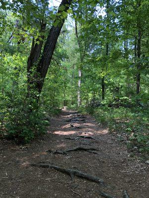 Watch your step on this woodsy trail.