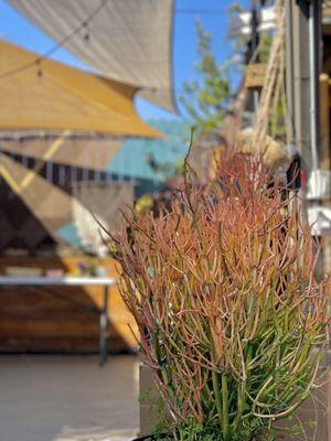 Succulent type plant in outdoor shop area