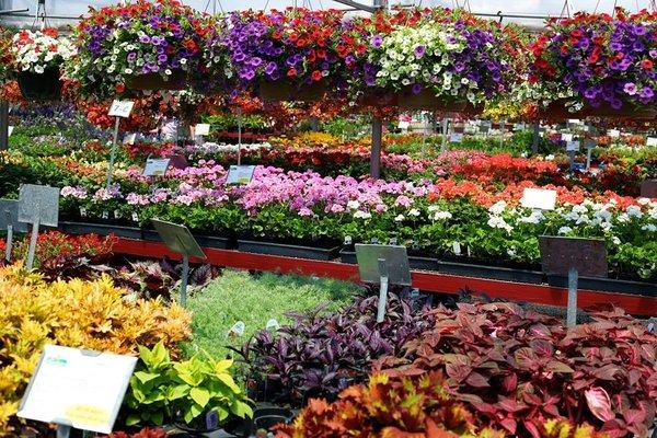 We're a premiere home and garden center offering seasonal plants and flowers. Visit our greenhouse today!