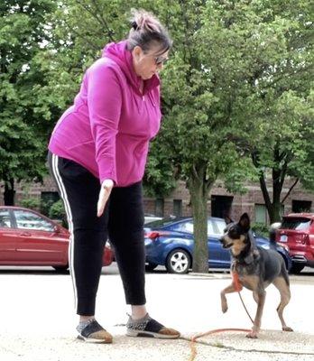 Hyde Park dog training