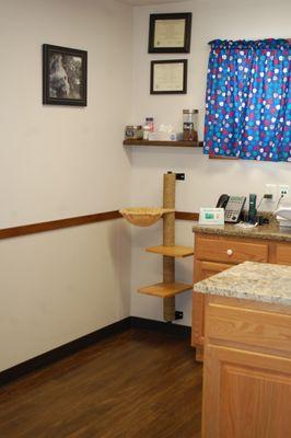 One of the exam rooms with exam table and cat tree.