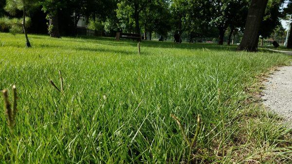 Tall grass. Allergy sufferer stay away.