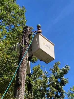 True Cut Tree Service, Inc.