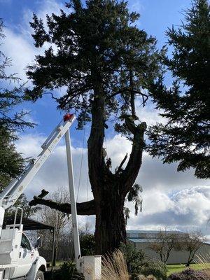 Removal of a very large hazardous fir tree