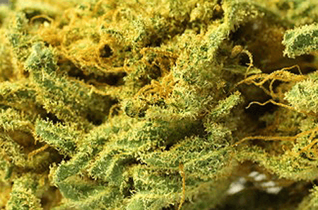 Grape God medical marijuana strain by Helping Hands Dispensary in Boulder