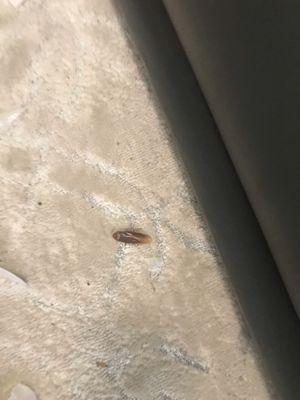 One of the many roaches found in my apartment, makes me want to gag.