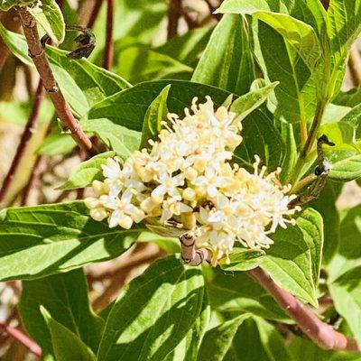 Bailey Red Twig Dogwood