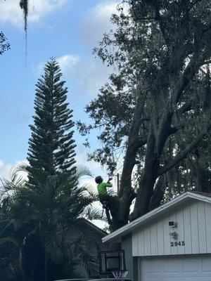 Hazardous tree removal highly experience!