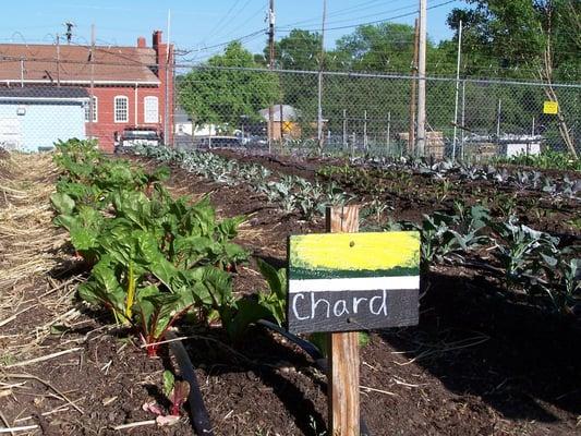 Leeks, strawberries, chard...just a few of the crops