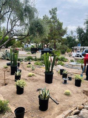 Cactus Planting