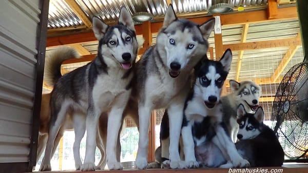 Group of huskies