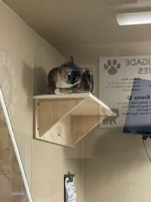 My cat Chloe in the cat boarding room.