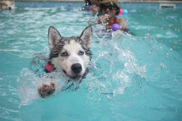 Husky in a pool in Solana Beach