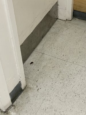 Huge roach entering the womens bathroom while my wife is in there disgusting.