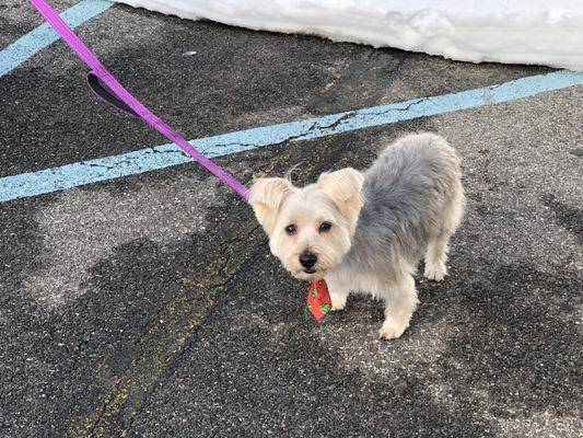 Hudson after his spa day