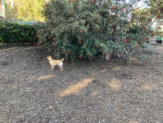 Dogs love to play under and inside this bush/tree