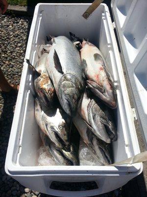 All Stacked Up....Lake Michigan Salmon