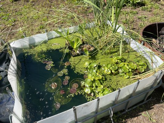 Potted Water lily's, Potted cattail, assorted marginals and water hyacinth