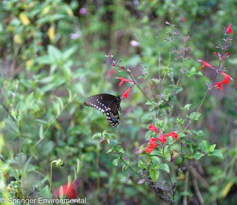 Spicebush swallowtail on tropical sage.