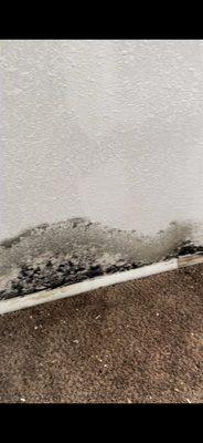 BLACK MOLD INFESTATION