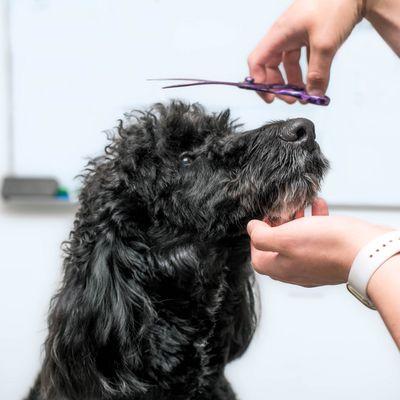 Our professional groomers provide excellent service.