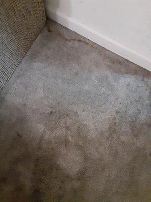 Before carpet cleaning