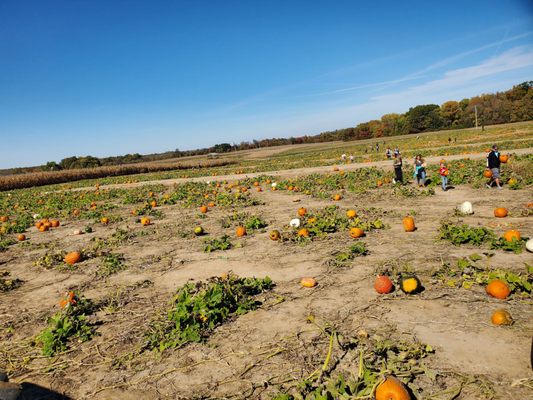 Eckert's Millstadt Fun Farm