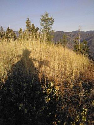 Mountain Shadow Archery Elk Hunt With Backcountry Hybrid Longbow