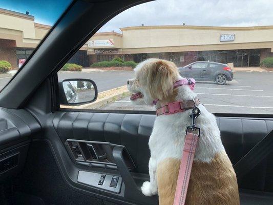 Cocco just got a groom at Great Grooms! She  looks gorgeous!