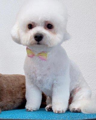 Happy Dog Grooming