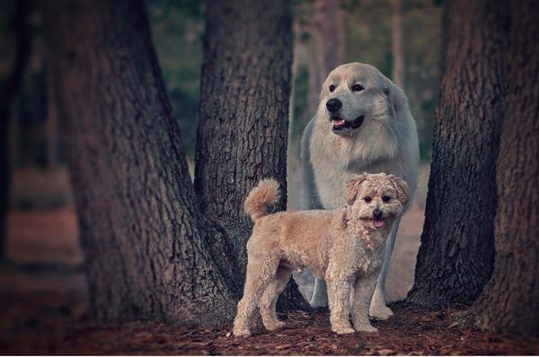 The boys at their photoshoot, Desiree took care of their grooming needs to make them look fancy!