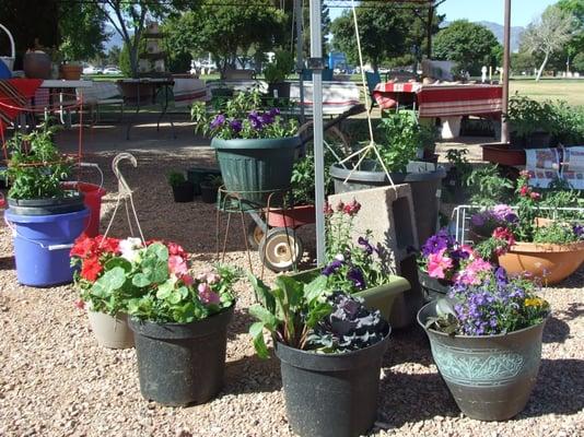 Beautiful plants all grown by Ruth, President of the Sierra Vista Garden Club.