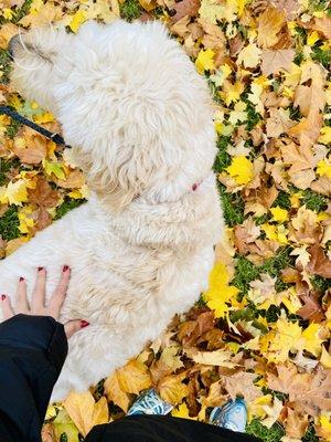 Fall with my polar bear: Baci baci!