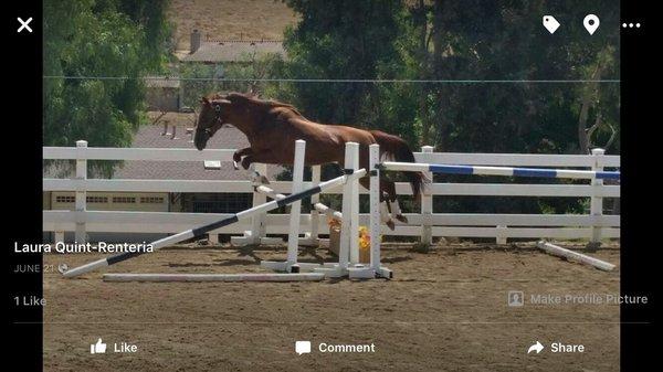 Hands On Equine Sports Massage