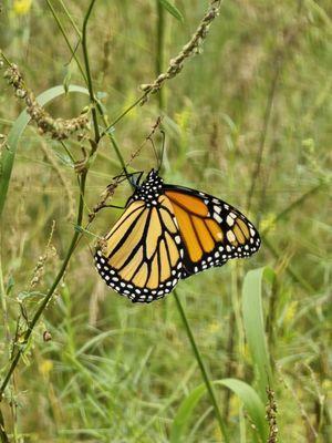 The Nature Conservancy