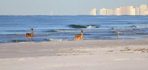 Local deer exploring our beach