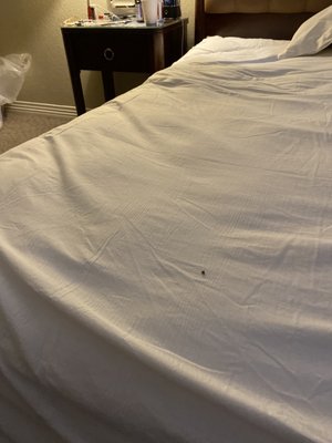 Bed bug