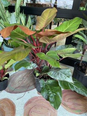 Wide variety of philodendrons