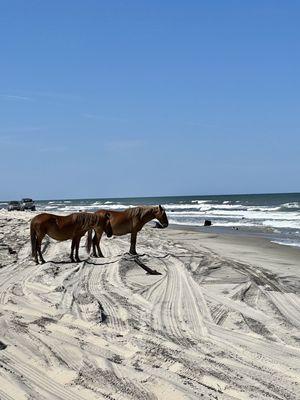 Wild horses by the ocean