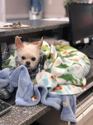 Yoda made a bed on the reception desk