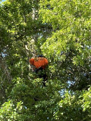 Climber removing branches for the upper part of the tree