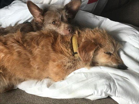 The boys chilling after a week of vacation at Camp Bow Wow.