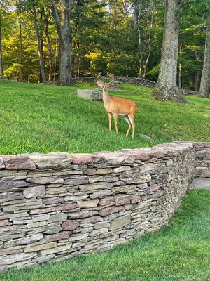 A young buck checking out my stone work