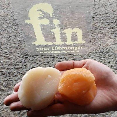 fin has wild dry scallops every day - sometimes as big as your hand!  (The peach colored ones are the females.)