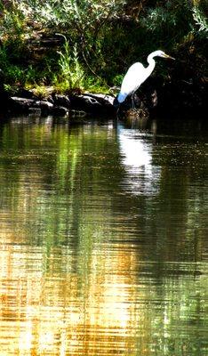 Egret waiting for dinner on the Rogue River ( photo)