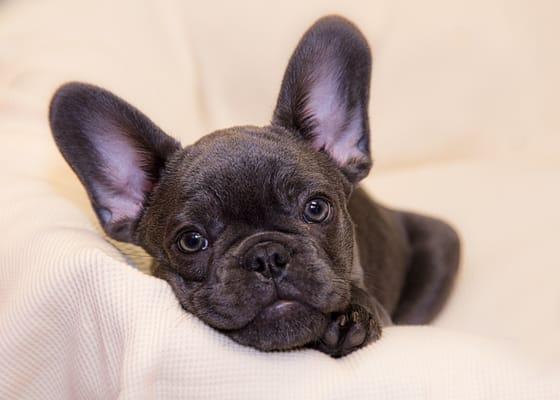 Meet Marley! Our Therapy Dog in Training! He is sure to put a smile on your face!