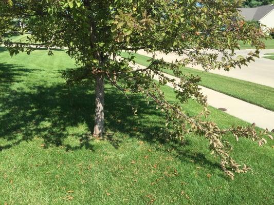 Damaged tree left like this.