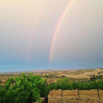 Rainbow over our Alto Pomar vineyard estate