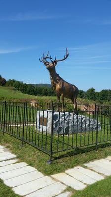 The Elk on the Trail