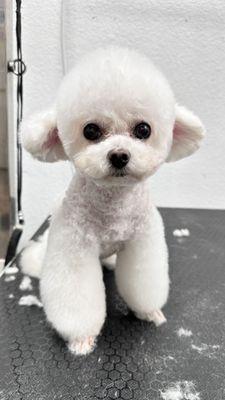 Bubble Dog Pet Grooming